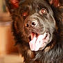 Ayden participe au concours pour gagner de l'argent avec cette photo : dog, black_dog, tongue_out, close_up, ears_up, happy, pet, canine, fur, animal, indoors, blurred_background, portrait, friendly, domestic_animal, looking_at_camera, muzzle, nose, brown_eyes, collar