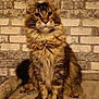 cat, fluffy, tabby, sitting, indoor, pet, feline, fur, whiskers, ears, paws, brick_wall, soft_surface, domestic_animal, cute, animal, portrait, alert, mammal, companion
