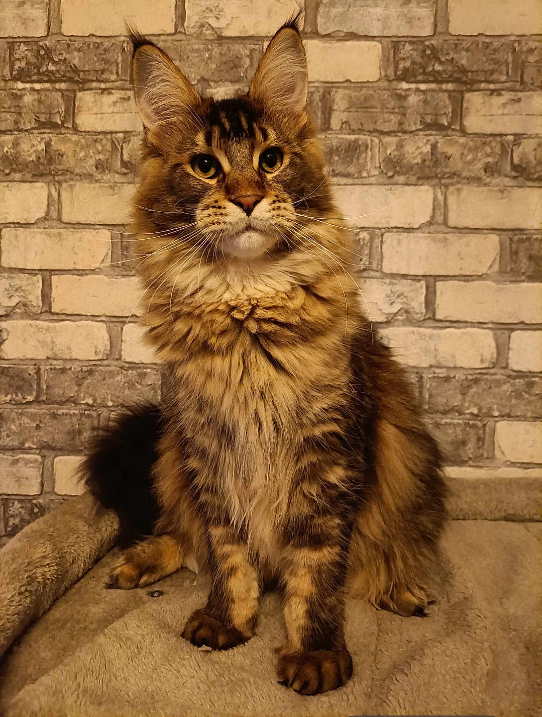 Zéphyr participe au concours pour gagner de l'argent avec cette photo : cat, fluffy, tabby, sitting, indoor, pet, feline, fur, whiskers, ears, paws, brick_wall, soft_surface, domestic_animal, cute, animal, portrait, alert, mammal, companion