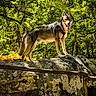 Ares a rejoint le concours — aidez-le/la à gagner de superbes lots ! dog, canine, animal, outdoor, forest, rock, nature, tree, greenery, moss, sunlight, tongue_out, happy, pet, standing, leash, daylight, wildlife, mammal, alert