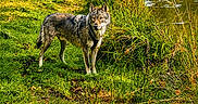 Ares participe au concours pour gagner de l'argent avec cette photo : dog, wolf_like, grass, pond, water, reeds, trees, autumn, nature, outdoor, wildlife, animal, canine, greenery, reflection, forest, park, daylight, standing, scenery