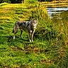 dog, wolf_like, grass, pond, water, reeds, trees, autumn, nature, outdoor, wildlife, animal, canine, greenery, reflection, forest, park, daylight, standing, scenery