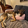 Ares participe au concours pour gagner de l'argent avec cette photo : dog, couch, pillow, living_room, stairs, blanket, fur, resting, relaxed, pet, indoor, cozy, brown, black, white, canine, home, animal, sleeping, furniture
