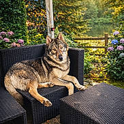 Ares participe au concours pour gagner de l'argent avec cette photo : dog, outdoor, garden, wicker_sofa, hydrangea, flowers, string_lights, sunset, greenery, patio, relaxed, pet, canine, furniture, nature, summer, evening, peaceful, animal, backyard