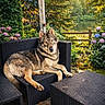 dog, outdoor, garden, wicker_sofa, hydrangea, flowers, string_lights, sunset, greenery, patio, relaxed, pet, canine, furniture, nature, summer, evening, peaceful, animal, backyard