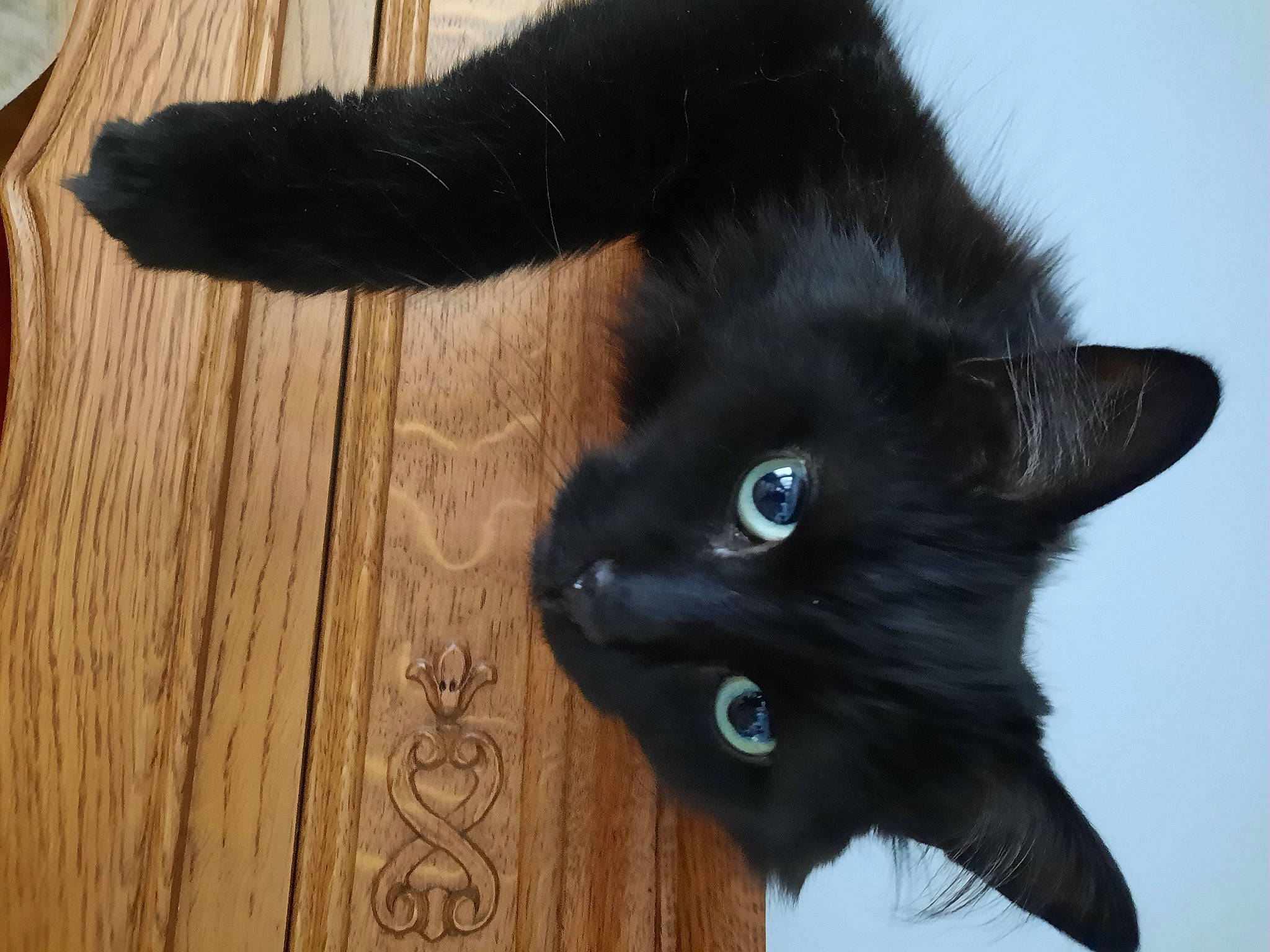 Era a rejoint le concours — aidez-le/la à gagner de superbes lots ! black_cat, bombay, carnivore, cat, claw, domestic_short_haired_cat, felidae, flooring, fur, gesture, hardwood, plank, plant, small_to_medium_sized_cats, snout, tail, varnish, whiskers, wood, wood_stain