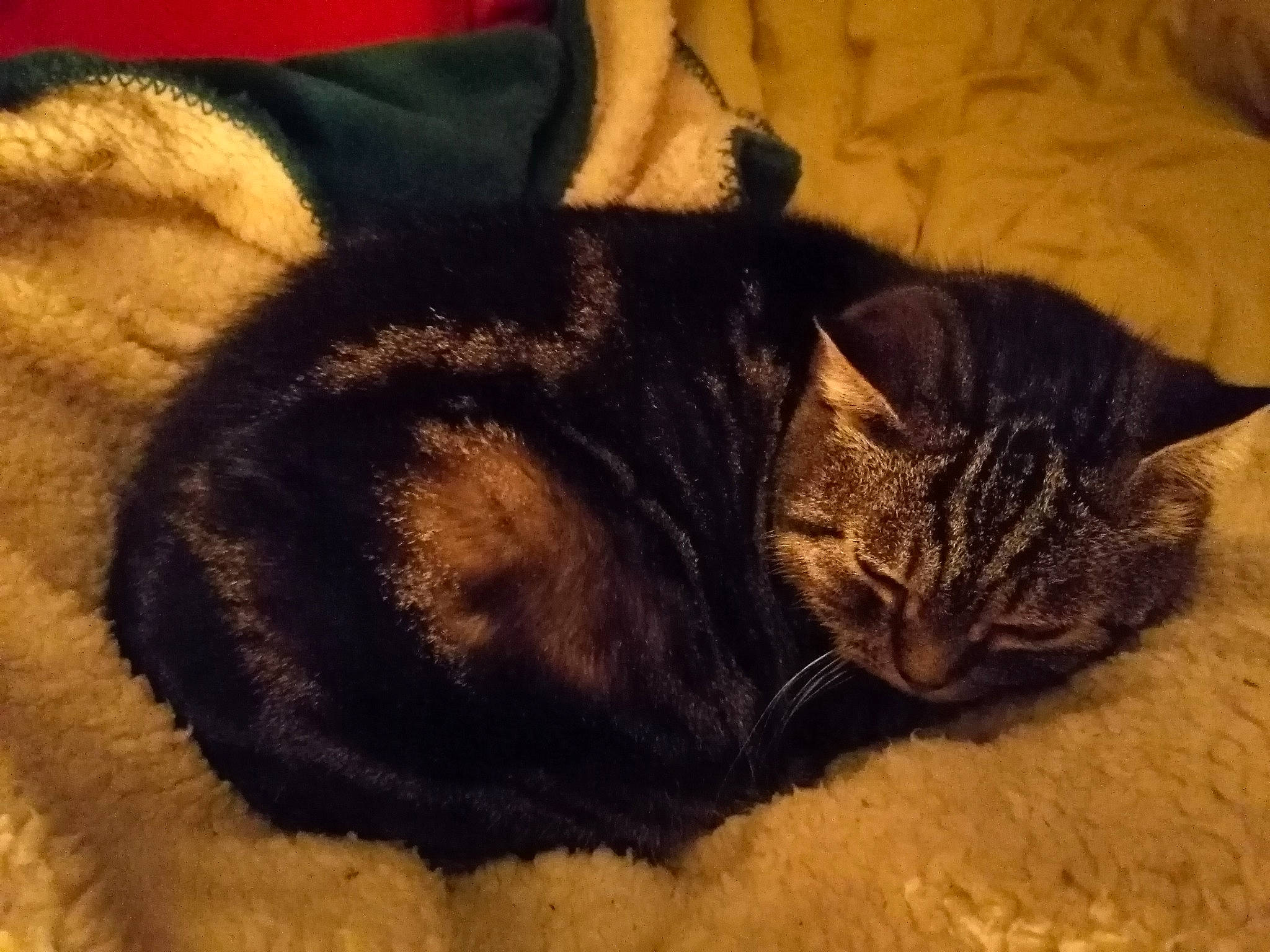 Pipou participe au concours pour gagner de l'argent avec cette photo : bed, black_cat, carnivore, cat, claw, cloud, comfort, domestic_short_haired_cat, ear, eye, felidae, fur, grey, linens, nap, paw, small_to_medium_sized_cats, tail, whiskers