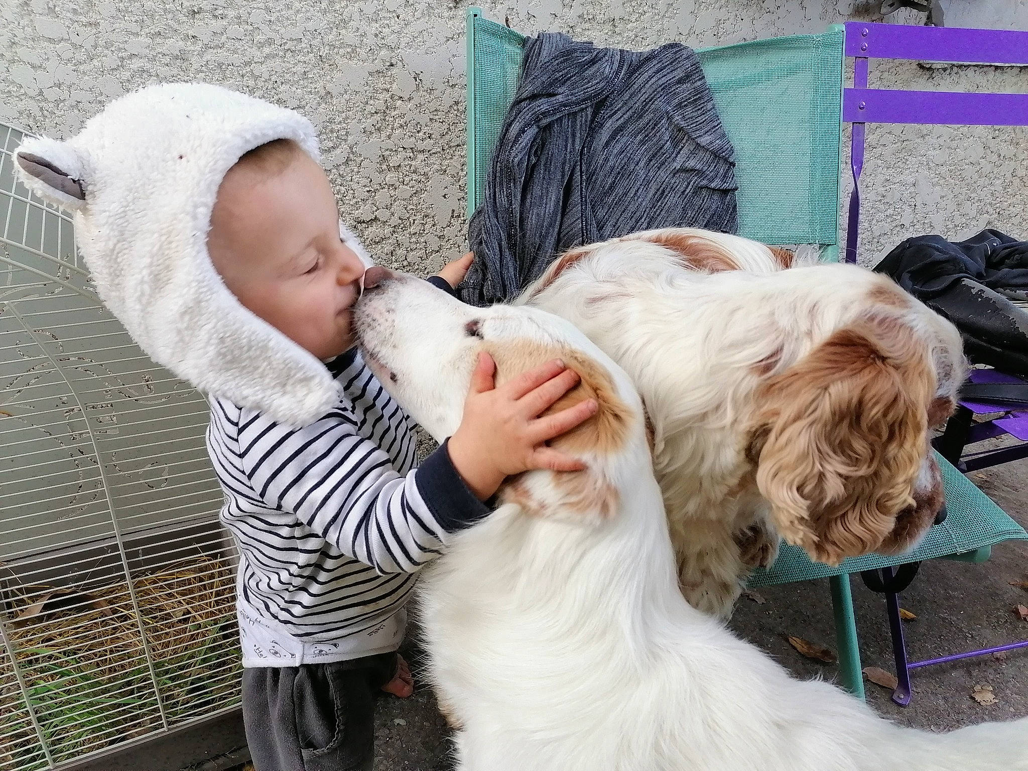 Vanille a rejoint le concours — aidez-le/la à gagner de superbes lots ! baby, baby_products, canidae, carnivore, child, comfort, companion_dog, dog, dog_breed, ear, fur, grass, happy, nap, puppy_love, sitting, spaniel, sporting_group, terrier, toddler