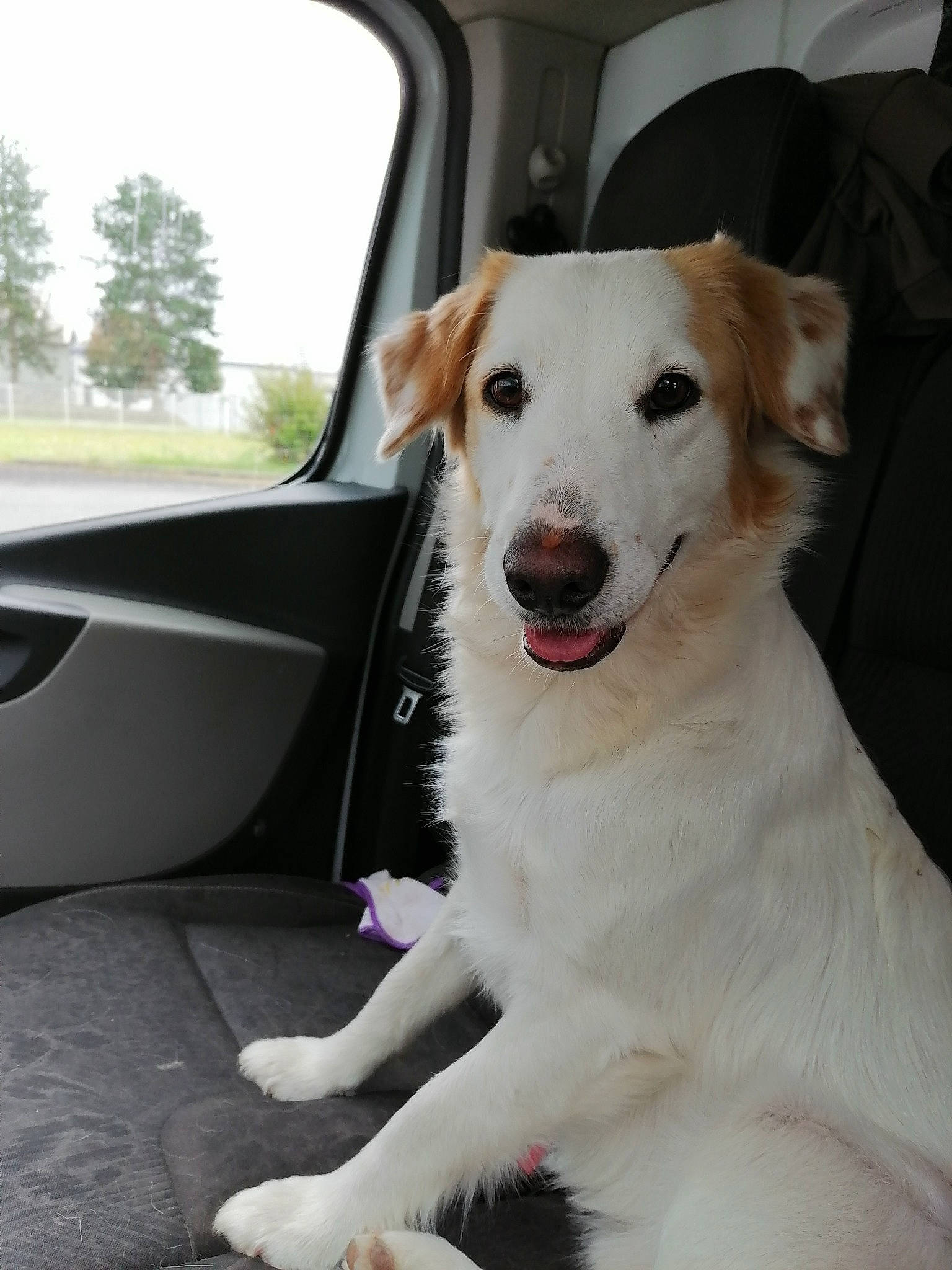 Vanille a rejoint le concours — aidez-le/la à gagner de superbes lots ! canidae, carnivore, chair, collar, companion_dog, dog, dog_breed, dog_collar, fawn, leash, motor_vehicle, pet_supply, plant, sky, snout, sporting_group, tree, vehicle_door, whiskers, windshield