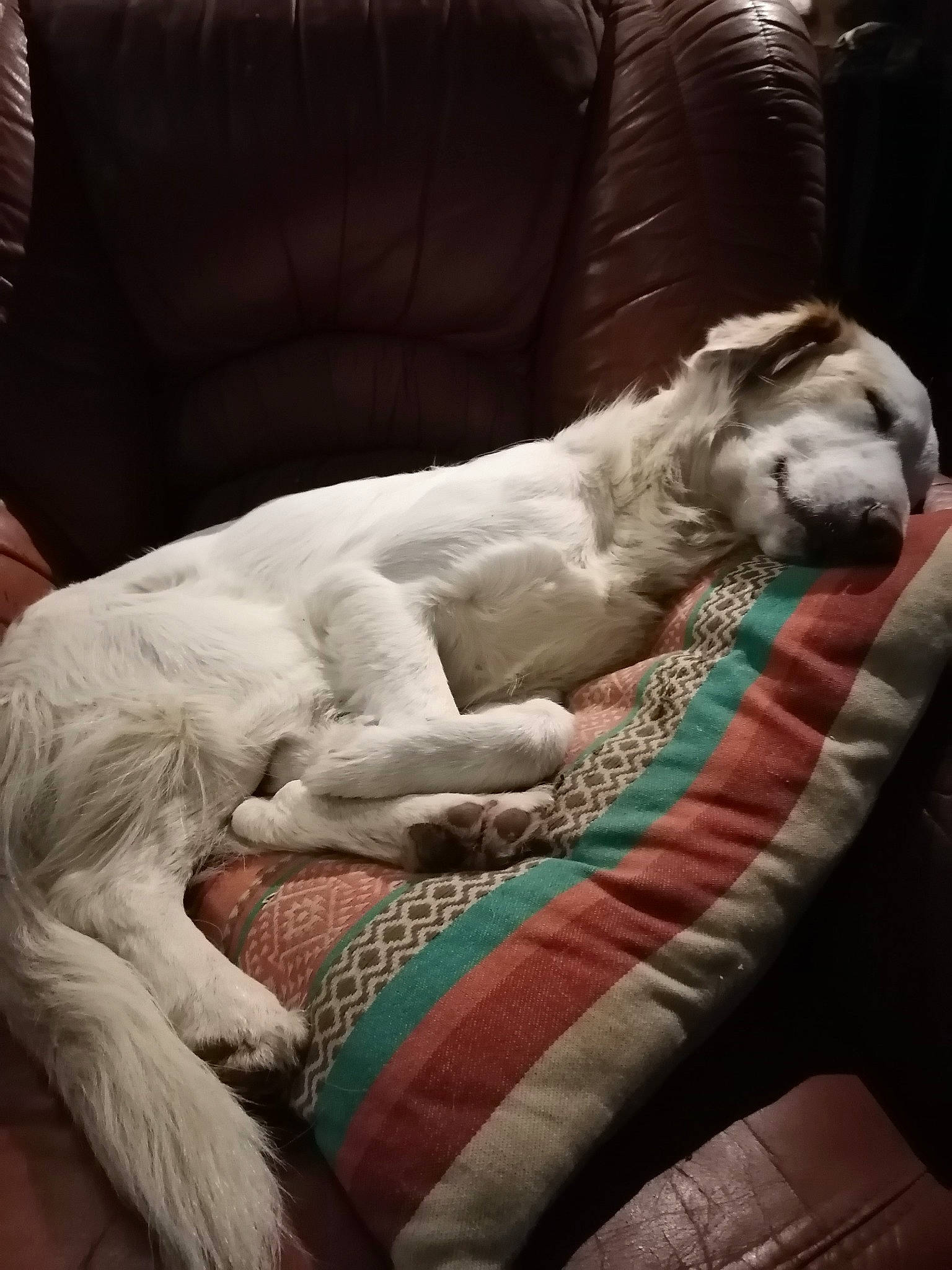 Vanille participe au concours pour gagner de l'argent avec cette photo : bedding, carnivore, comfort, companion_dog, couch, dog, dog_breed, duvet, fawn, felidae, fur, furniture, linens, small_to_medium_sized_cats, sporting_group, tail, terrestrial_animal, throw_pillow, whiskers, working_animal