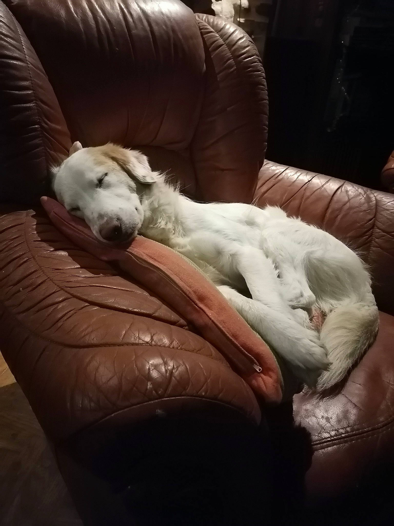 Vanille participe au concours pour gagner de l'argent avec cette photo : canidae, carnivore, cloud, comfort, companion_dog, couch, darkness, dog, dog_breed, felidae, fur, metal, nap, recliner, small_to_medium_sized_cats, sporting_group, tail, toy_dog, whiskers, working_animal