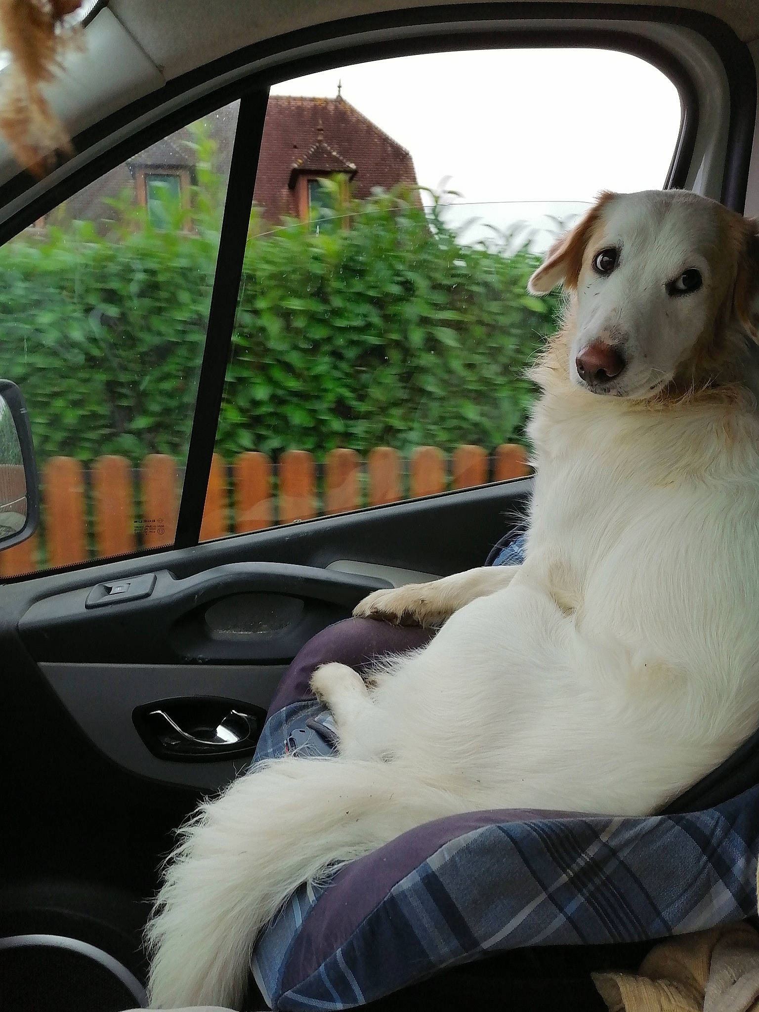 Vanille a rejoint le concours — aidez-le/la à gagner de superbes lots ! automotive_exterior, automotive_lighting, automotive_mirror, car, carnivore, collar, companion_dog, dog, dog_breed, fawn, hood, motor_vehicle, plant, rear_view_mirror, steering_wheel, tree, vehicle, vehicle_door, window, windscreen_wiper