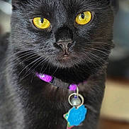 Luna is registered to the contest to win money with this photo: animal, black_cat, blurred_background, cat, close_up, collar, curious, cute, domestic_cat, feline, fur, indoor, looking_at_camera, pet, portrait, purple_collar, sharp_focus, tag, whiskers, yellow_eyes