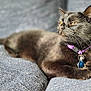 Luna is registered to the contest to win money with this photo: animal, black_cat, cat, close_up, collar, couch, domestic_cat, feline, fur, gray, indoor, laying_down, looking_away, pet, purple_collar, relaxed, resting, soft_texture, tag, whiskers