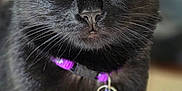 Luna is registered to the contest to win money with this photo: animal, black_cat, blurred_background, cat, close_up, collar, curious, cute, domestic_cat, feline, fur, indoor, looking_at_camera, pet, portrait, purple_collar, sharp_focus, tag, whiskers, yellow_eyes