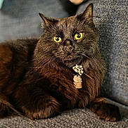 Shadow is registered to the contest to win money with this photo: animal, black_cat, bow_tie, cat, close_up, couch, domestic_cat, feline, fluffy, furniture, home, indoor, mammal, pet, portrait, relaxed, resting, tag, whiskers, yellow_eyes