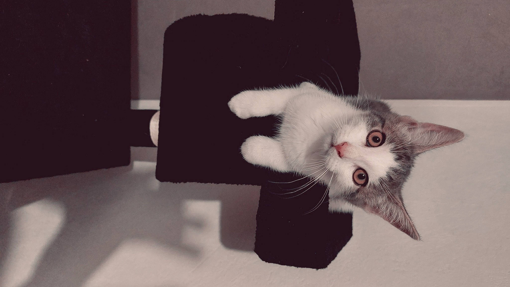 Tillya a rejoint le concours — aidez-le/la à gagner de superbes lots ! carmine, carnivore, cat, claw, comfort, domestic_short_haired_cat, ear, eyelash, fang, felidae, fur, grey, jaw, monochrome_photography, paw, photo_caption, small_to_medium_sized_cats, snout, tail, whiskers