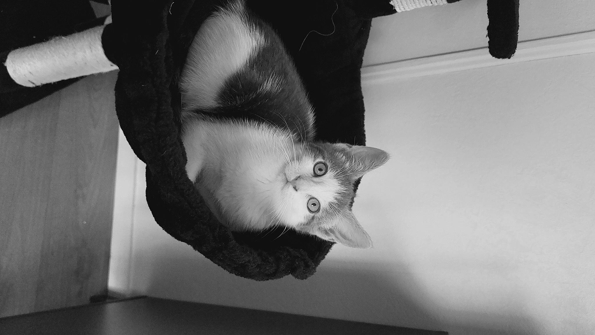 Tillya participe au concours pour gagner de l'argent avec cette photo : beard, black, black_and_white, carnivore, cat, ear, eye, felidae, grey, iris, leg, monochrome, monochrome_photography, plant, small_to_medium_sized_cats, snout, style, tail, whiskers, window