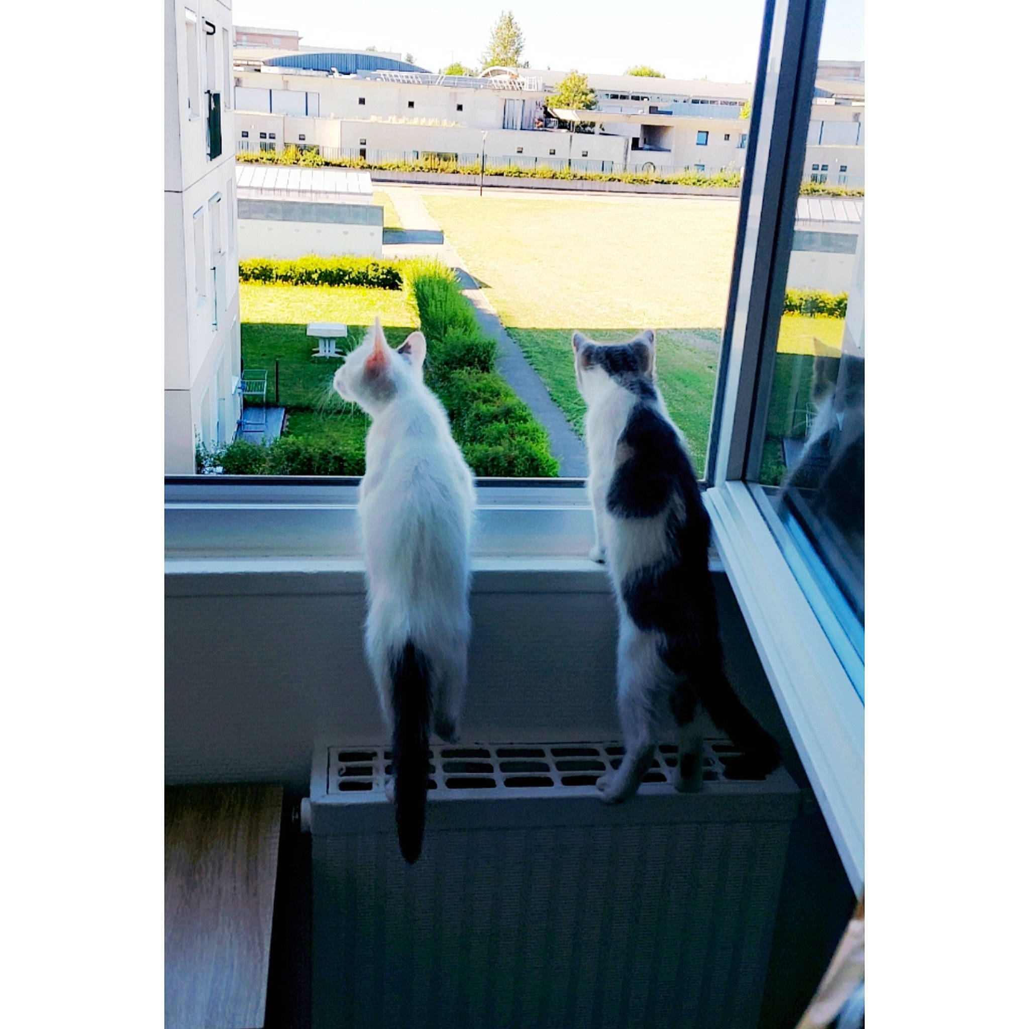 Tillya participe au concours pour gagner de l'argent avec cette photo : building, canidae, carnivore, cat, companion_dog, dog_breed, felidae, fixture, fur, plant, rectangle, room, shade, small_to_medium_sized_cats, sporting_group, tail, window