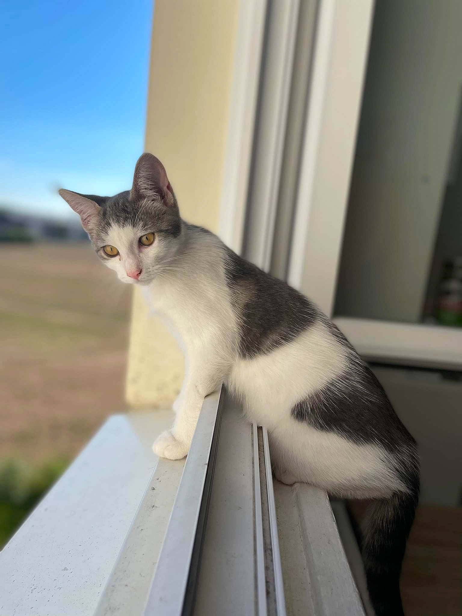 Tillya a rejoint le concours — aidez-le/la à gagner de superbes lots ! carnivore, cat, domestic_short_haired_cat, felidae, fur, sky, small_to_medium_sized_cats, snout, tail, whiskers, wood