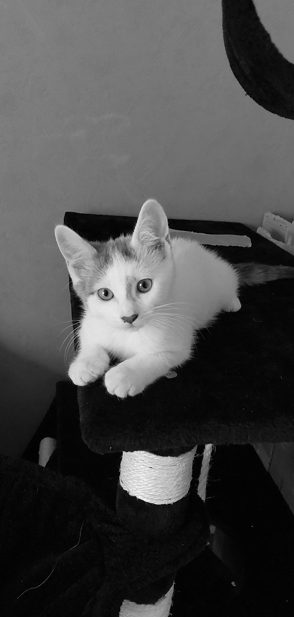 Thea a rejoint le concours — aidez-le/la à gagner de superbes lots ! black_and_white, carnivore, cat, domestic_short_haired_cat, ear, eye, fawn, felidae, fur, human_body, leg, monochrome, monochrome_photography, paw, small_to_medium_sized_cats, snout, style, tail, whiskers, white