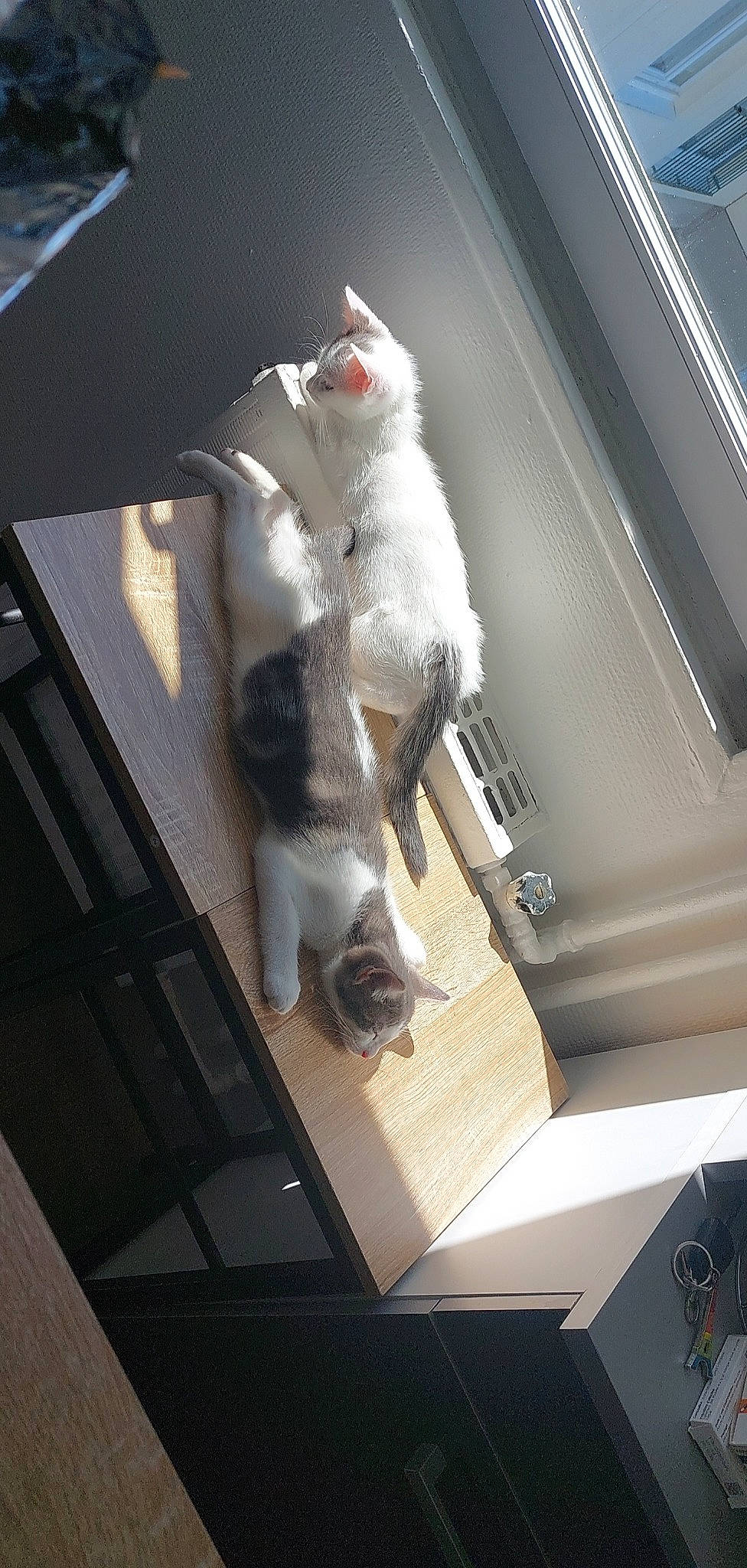 Thea a rejoint le concours — aidez-le/la à gagner de superbes lots ! auto_part, automotive_design, automotive_exterior, automotive_window_part, canidae, carmine, carnivore, companion_dog, fur, hood, human_leg, machine, metal, motor_vehicle, sporting_group, tail, toy, vehicle, vehicle_door, windshield