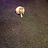 animal, calm, carpet, cat, chair_leg, dim_lighting, domestic_animal, feline, floor, fuzzy, home, indoor, lonely, looking_down, orange_and_white_cat, pet, purple_light, quiet, resting, sitting