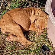 Tigger joined the competition — help win amazing prizes! animal, brown_dog, closeup, curled_up, daylight, dog, ears, fur, grass, ground, nature, outdoor, pet, plastic_container, relaxing, resting, shadow, sleeping, snout, sunlight