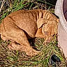 animal, brown_dog, closeup, curled_up, daylight, dog, ears, fur, grass, ground, nature, outdoor, pet, plastic_container, relaxing, resting, shadow, sleeping, snout, sunlight