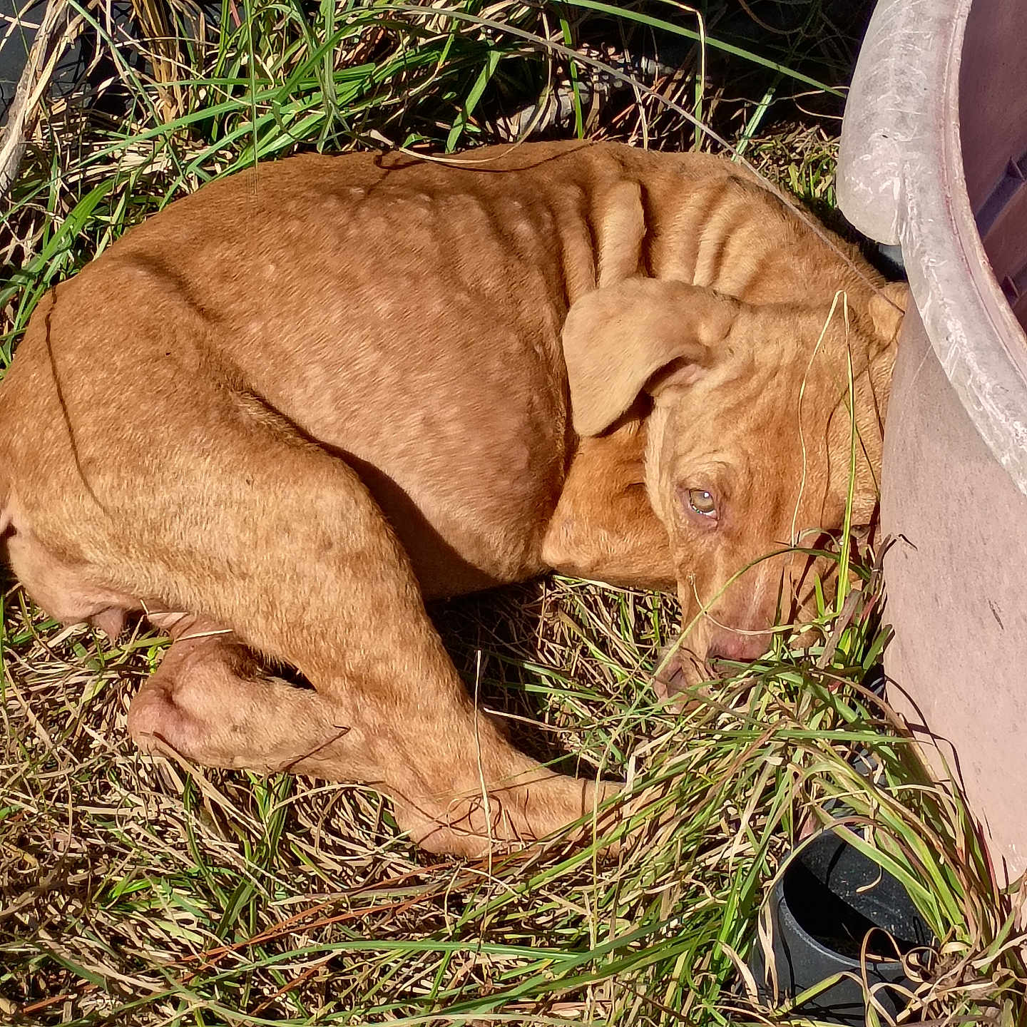 Tigger