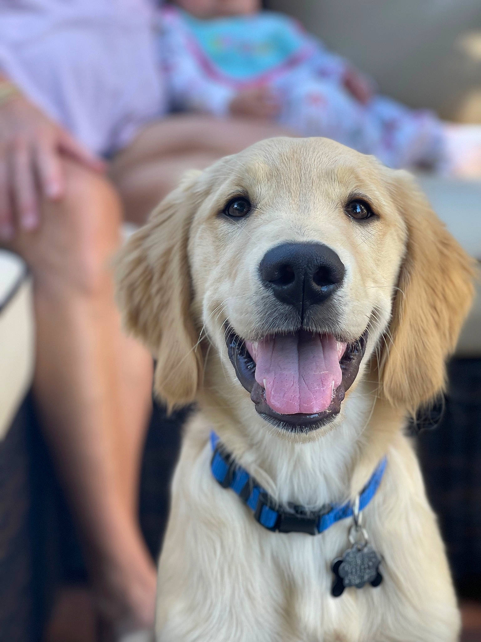 Baker joined the competition — help win amazing prizes! canidae, carnivore, collar, companion_dog, dog, dog_breed, dog_collar, fashion_accessory, fawn, fur, happy, labrador_retriever, leash, puppy, retriever, snout, sporting_group, whiskers, working_dog