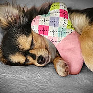 Mya a rejoint le concours — aidez-le/la à gagner de superbes lots ! dog, sleeping, plush_toy, heart_shape, close_up, soft_texture, blanket, fur, pet, cute, cozy, rest, paw, nose, ears, indoor, animal, relaxation, companion, adorable