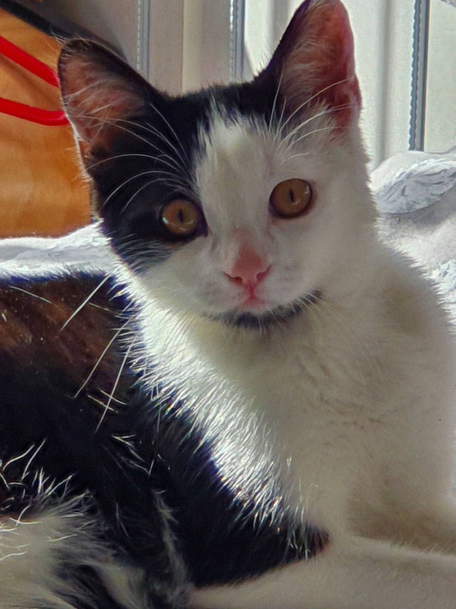 Marvin joined the competition — help win amazing prizes! aegean_cat, american_wirehair, asian, carnivore, cat, domestic_long_haired_cat, domestic_short_haired_cat, ear, eye, felidae, fur, kitten, mammal, ojos_azules, polydactyl_cat, small_to_medium_sized_cats, snout, turkish_angora, turkish_van, whiskers