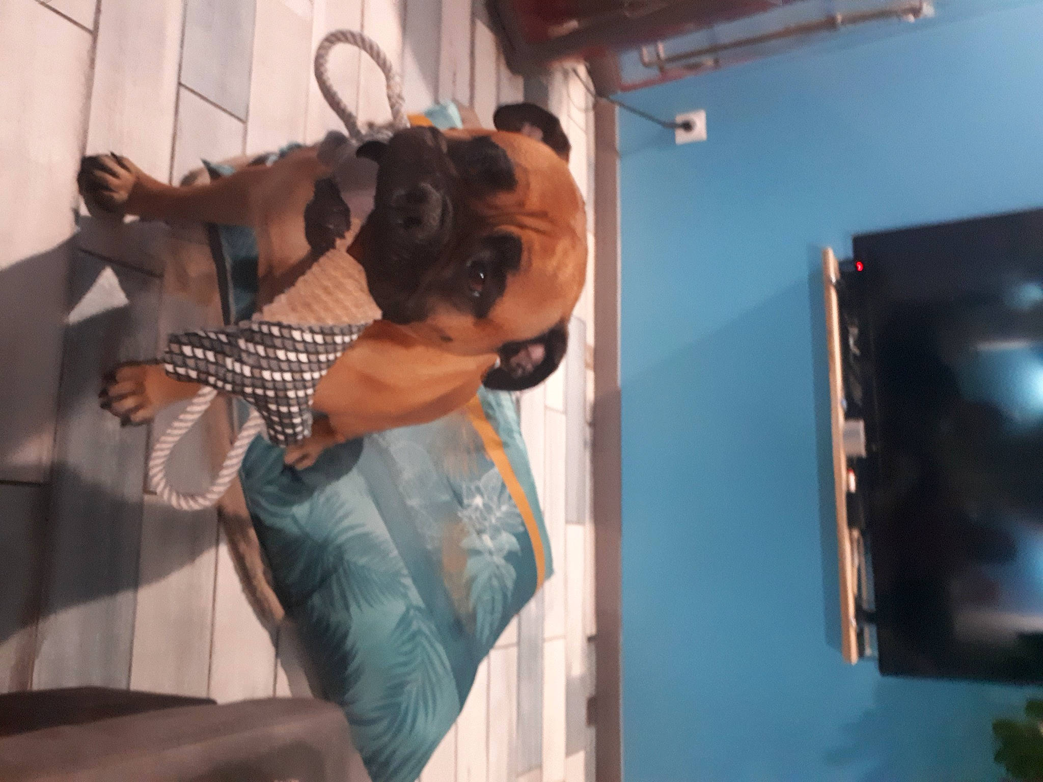 Bulma participe au concours pour gagner de l'argent avec cette photo : audio_equipment, carnivore, companion_dog, dog_breed, elbow, event, eyewear, fawn, flash_photography, fun, fur, personal_protective_equipment, reflection, room, shoulder, sunglasses, textile, thigh, wood, wrist