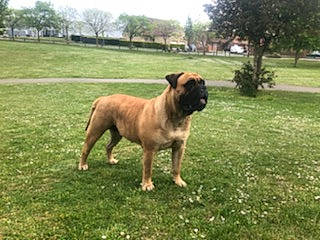 Bulma a rejoint le concours — aidez-le/la à gagner de superbes lots ! ancient_dog_breeds, boxer, carnivore, companion_dog, dog, dog_breed, dog_collar, dog_supply, giant_dog_breed, grass, grassland, guard_dog, liver, molosser, plant, tail, terrestrial_animal, tree, working_animal, working_dog