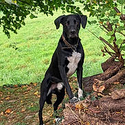 Djak participe au concours pour gagner de l'argent avec cette photo : alert, animal, autumn, bark, black_dog, canine, collar, dog, field, grass, greenery, leaves, logs, nature, outdoor, park, standing, tree, white_markings, wood