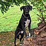 alert, animal, autumn, bark, black_dog, canine, collar, dog, field, grass, greenery, leaves, logs, nature, outdoor, park, standing, tree, white_markings, wood