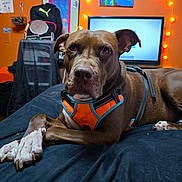 Dino is registered to the contest to win money with this photo: backpack, bed, black_bedspread, brown_dog, decor, dog, ears, furniture, indoor, leash, lying_down, orange_harness, orange_wall, paws, pet, relaxed, room, string_lights, television, wall_art