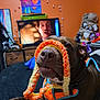 Dino joined the competition — help win amazing prizes! bed, black_surface, brown_dog, canine, closeup, colorful, curious, decor, dog, furniture, indoor, knitted_loop, living_room, lying_down, orange_harness, painting, pet, snout, stuffed_animals, television