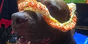 Dino joined the competition — help win amazing prizes! canine, closeup, clothing, collar, colorful, cozy, decor, dog, domestic_animal, furniture, happy, indoor, knitted, living_room, orange_wall, painting, pet, smile, snout, table