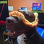 canine, closeup, clothing, collar, colorful, cozy, decor, dog, domestic_animal, furniture, happy, indoor, knitted, living_room, orange_wall, painting, pet, smile, snout, table