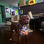 Dino joined the competition — help win amazing prizes! alert, artwork, brown_dog, canine, cardboard_box, chair, curious, decor, dog, furniture, green_wall, guitar, indoor, living_room, mouth_open, orange_harness, pet, pet_bed, piano, wooden_floor