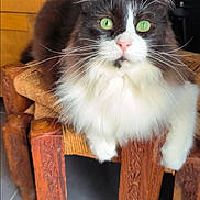 Nougat a rejoint le concours — aidez-le/la à gagner de superbes lots ! animal, black_and_white, carved_wood, cat, close_up, curious, domestic_cat, face, feline, fluffy, fur, green_eyes, indoor, looking, pet, pink_nose, relaxed, sitting, whiskers, wooden_stool