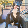 dog, black_dog, white_markings, tongue_out, sitting, outdoor, patio, chair, cushion, railing, trees, sunlight, house, playful, pet, animal, canine, happy, fence, daytime