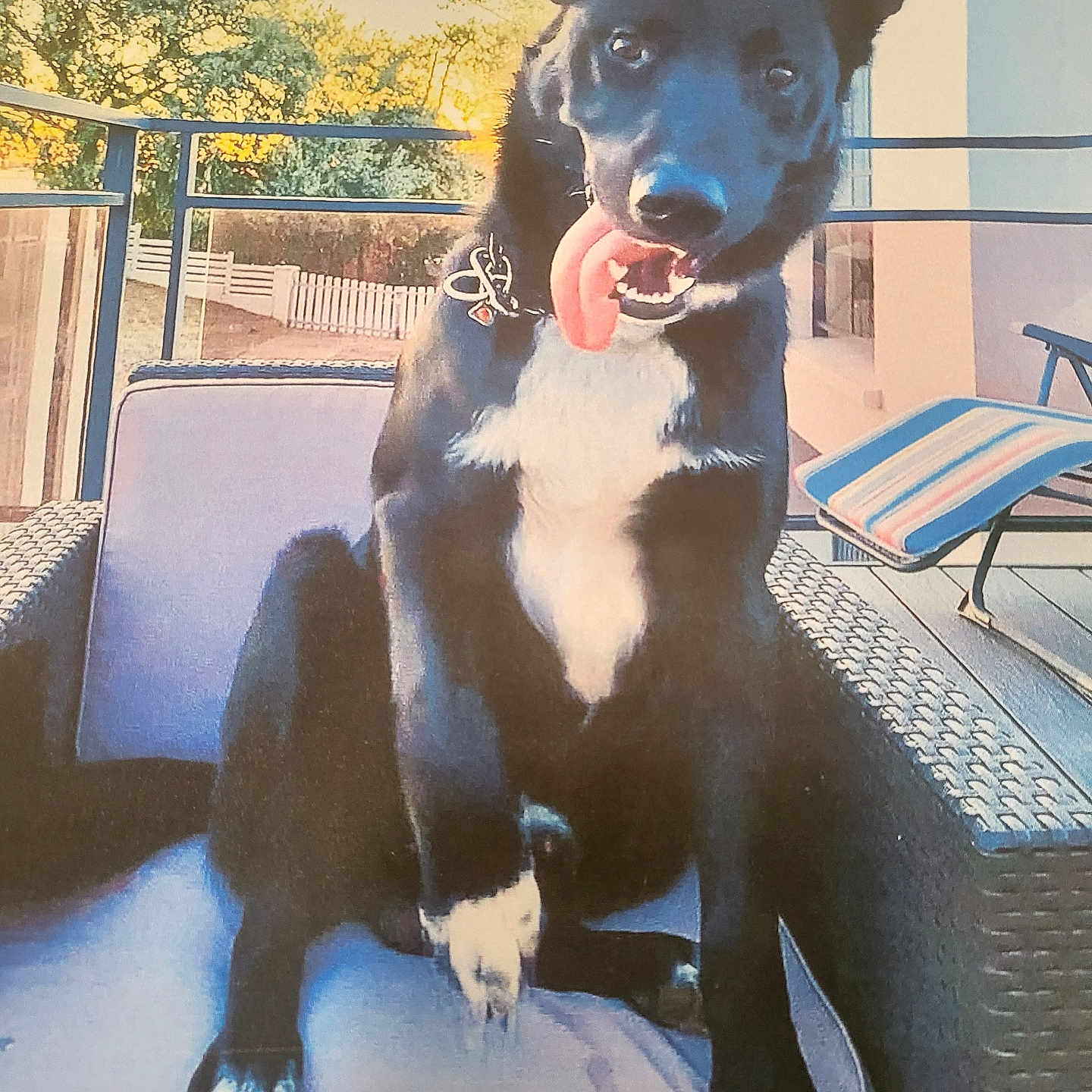 Dubby participe au concours pour gagner de l'argent avec cette photo : dog, black_dog, white_markings, tongue_out, sitting, outdoor, patio, chair, cushion, railing, trees, sunlight, house, playful, pet, animal, canine, happy, fence, daytime