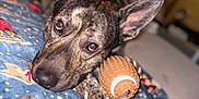 Ricky joined the competition — help win amazing prizes! dog, brindle, toy, rope_toy, blanket, indoor, pet, close_up, lying_down, brown, ears_up, looking_at_camera, animal, cozy, resting, cute, home, soft_focus, holiday_pattern, furniture