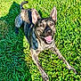 dog, canine, brindle_coat, tongue_out, happy, grass, outdoor, sunlight, shadow, playful, pet, animal, ears_up, nature, summer, greenery, muzzle, lying_down, daylight, friendly