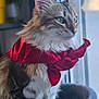 cat, fluffy, scarf, red_scarf, window, natural_light, pet, feline, tabby, domestic_cat, indoor, cozy, bed, portrait, side_view, whiskers, green_eyes, soft_fur, animal, cute