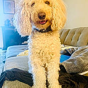 Juno joined the competition — help win amazing prizes! dog, poodle, curly_fur, pet, indoors, couch, living_room, blanket, furniture, happy, smiling, portrait, animal, cute, domestic_animal, canine, fur, nose, tongue, collar