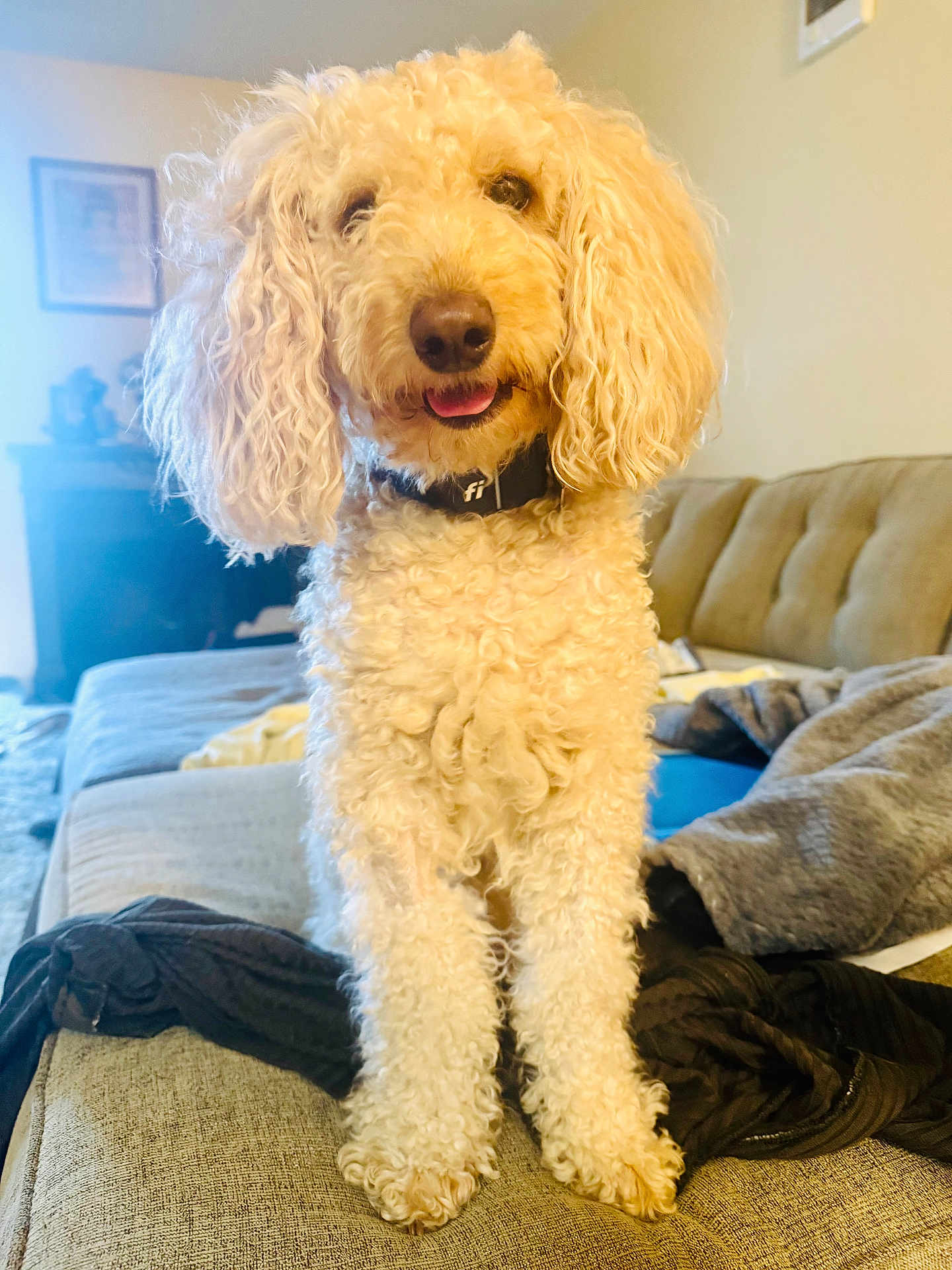 Juno joined the competition — help win amazing prizes! dog, poodle, curly_fur, pet, indoors, couch, living_room, blanket, furniture, happy, smiling, portrait, animal, cute, domestic_animal, canine, fur, nose, tongue, collar